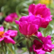 Portulakröschen Cherry (Samen)