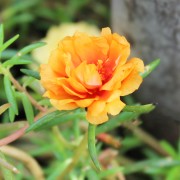 Portulakröschen Orange (Samen)