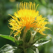 Saflor Canary Yellow (Samen)