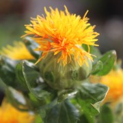 Saflor - Färberdistel orange (Samen)