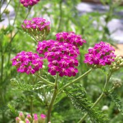 Schafgarbe Cerise Queen (Samen)