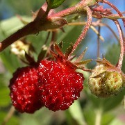 Scharlacherdbeere (Samen)