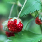 Scharlacherdbeere Grinsebeere (Pflanze)