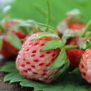 Scharlacherdbeere Weiße Lößnitzer  (Pflanze)