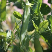 Zuckererbse Schweizer Marmorerbse (Samen)