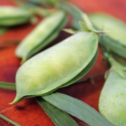 Speiseplatterbse Cicerchia Marchigiana (Samen)