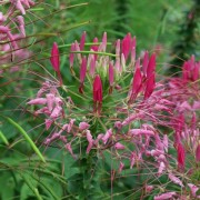 Spinnenblume Cherry Queen (Samen)