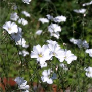 Staudenlein weiß (Samen)