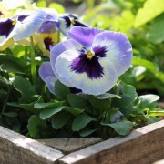 Stiefmütterchen Adonis (Samen)