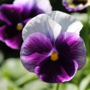 Stiefmütterchen Lord Beaconsfield (Samen)