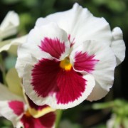 Stiefmütterchen White & Rose (Samen)