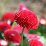 Tausendschönchen Red Ball (Samen)