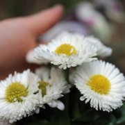 Tausendschönchen Pomponette White (Samen)