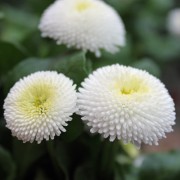 Tausendschönchen White Ball (Samen)