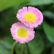 Tausendschönchen Rose Shades (Samen)