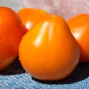 Tomate Aladdin’s Lamp (Samen)