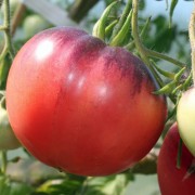 Tomate Amethyst Jewel (Samen)
