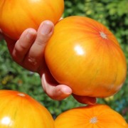 Tomate Ananas (Samen)