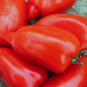 Tomate Andenhorn (Pflanze)