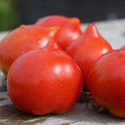 Tomate Anna's Multiflora (Samen)