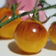 Tomate Antho Gelb (Pflanze)