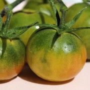 Tomate Aunt Ruby's German Cherry (Samen)