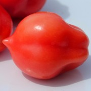 Tomate Bells of Russia (Samen)