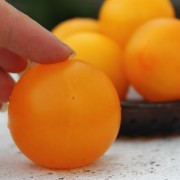 Tomate Blondköpfchen (Samen)