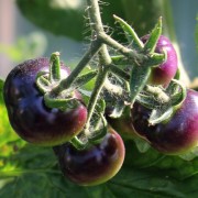 Tomate Blue Angel (Samen)