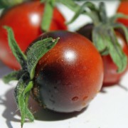 Tomate Blue Chocolate (Samen)