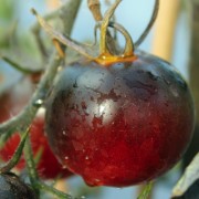 Tomate Blue Streak (Samen)