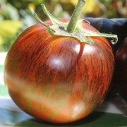 Tomate Blue Zebra (Samen)
