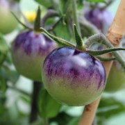 Tomate Blueberry (Samen)