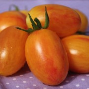 Tomate Blush (Buschtomate) (Samen)