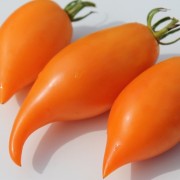 Tomate Buratino (Samen)