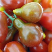 Tomate Cafe Bule (Samen)