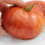 Tomate Cherokee Tiger Black Dwarf (Buschtomate) (Samen)