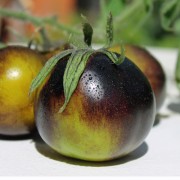 Tomate Dark Antho (Samen)