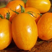 Tomate Dino Eggs (Samen)