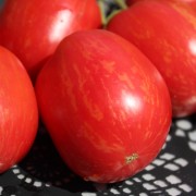 Tomate Don Juan (Buschtomate) (Samen)