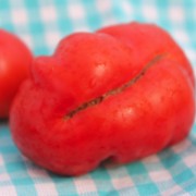 Tomate Dr. Wyche Red (Samen)
