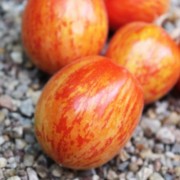 Tomate Elberta Girl (Samen)