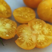 Tomate Fablonelystyni (Buschtomate) (Pflanze)