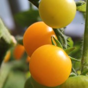 Tomate Galina (Samen)