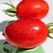 Tomate Geraldine (Pflanze)