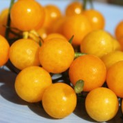 Tomate Golden Currant