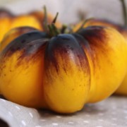 Tomate Great Blue (Samen)