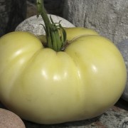 Tomate Great White