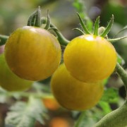 Tomate Green Doctors (Samen)