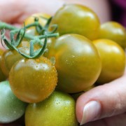 Tomate Green Grape (Samen)